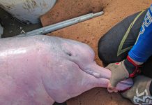 Esperanza en el agua: rescatan a 27 bufeos y 17 petas de río en Santa Cruz