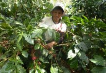 El brillo silencioso de los Yungas: Cómo el café orgánico sale al rescate de las luciérnagas